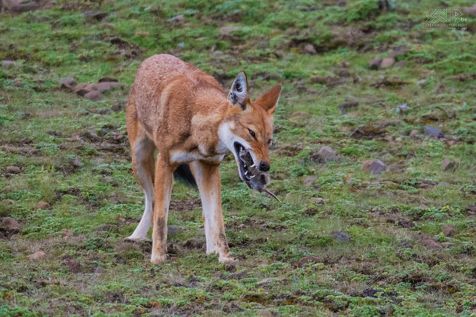 Bale Mountains - Sanetti - Ethiopian wolf eats a rat The Ethiopian wolf is a highly specialised hunter of Afroalpine rodents like giant mole rats, grass rats, hares and rock hyraxes. We were able to observe and photograph a wolf that chased a rat out of its hole and finally ate it. It was a fascinating spectacle. Stefan Cruysberghs